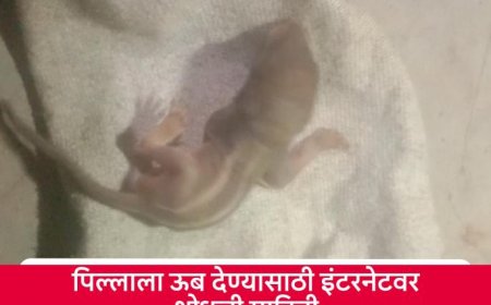 Kolhapur: पिल्लाच्या कण्हण्याने हेलावले घरमालकाचे मन, खारुताईच्या पिल्लासाठी रात्री धावला वन विभाग 