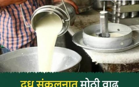मार्चच्या तुलनेत मे महिन्यात चार लाख लिटर दूध वाढले; राज्याच्या 'या' जिल्ह्यातून ७.५० लाख लिटरची पडली भर