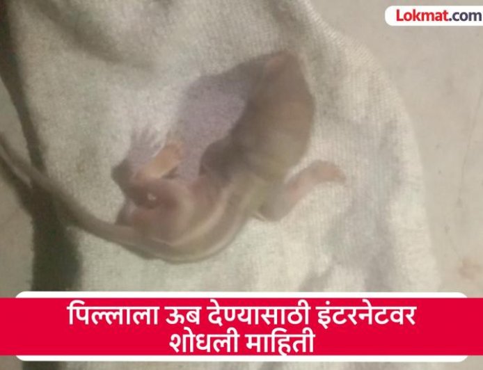 Kolhapur: पिल्लाच्या कण्हण्याने हेलावले घरमालकाचे मन, खारुताईच्या पिल्लासाठी रात्री धावला वन विभाग 