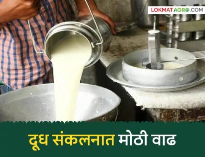 मार्चच्या तुलनेत मे महिन्यात चार लाख लिटर दूध वाढले; राज्याच्या 'या' जिल्ह्यातून ७.५० लाख लिटरची पडली भर
