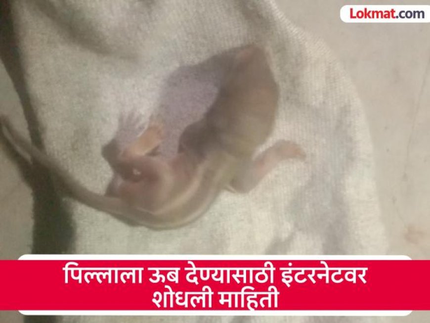 Kolhapur: पिल्लाच्या कण्हण्याने हेलावले घरमालकाचे मन, खारुताईच्या पिल्लासाठी रात्री धावला वन विभाग 